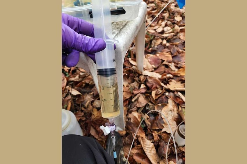 A água retirada do solo após um experimento com água salgada tinha cor de chá • Alice Stearns/Smithsonian Environmental Research Center