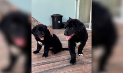 Filhotes de golden retriever com shih tzu completam 4 meses; veja fotos