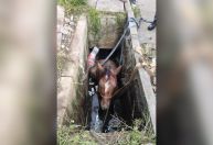 Cavalo Caramelo da Praia Grande cai em bueiro e é resgatado pelos bombeiros
