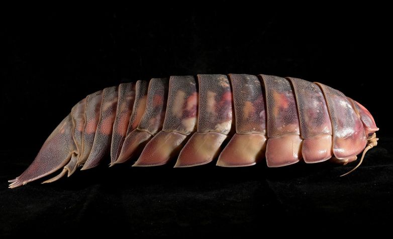 O enorme tamanho do Bathynomus vaderi pode fornecer uma vantagem competitiva sobre outros necrófagos em seu habitat de águas profundas no Mar da China Meridional, segundo o estudo • Nguyen Thanh Filho