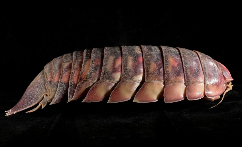 O enorme tamanho do Bathynomus vaderi pode fornecer uma vantagem competitiva sobre outros necrófagos em seu habitat de águas profundas no Mar da China Meridional, segundo o estudo • Nguyen Thanh Filho
