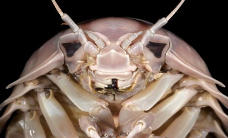 Pesquisadores disseram que batizaram uma espécie recém-descoberta de "Bathynomus vaderi" porque a cabeça do inseto marinho supergigante lembra o capacete de Darth Vader
