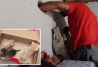 Ação do bem: bombeiros salvam três filhotes de gato presos em parede