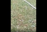 Em pleno verão, Agreste pernambucano tem chuva de granizo