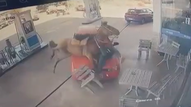 cavalo atropelado