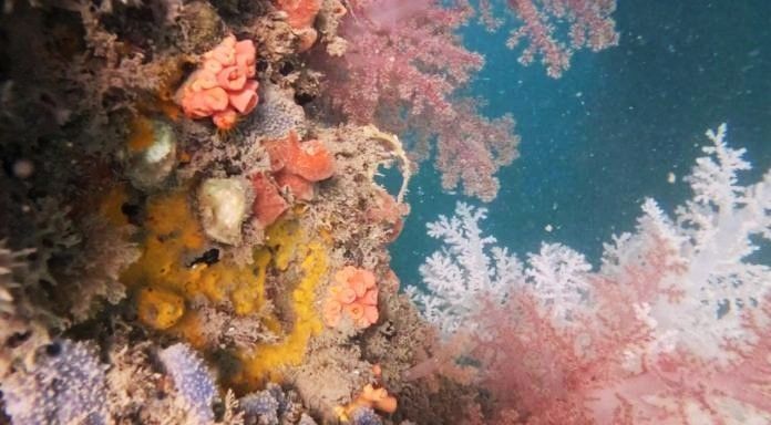 Coral invasor_entenda espécie que ameaça corais nativos do litoral brasileiro