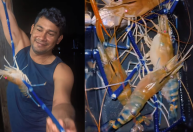 Vídeo: Camarão azul gigante chama atenção de pescadores no Pará