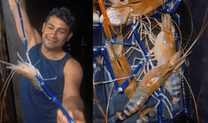 Imagem de destaque do post: Vídeo: Camarão azul gigante chama atenção de pescadores no Pará