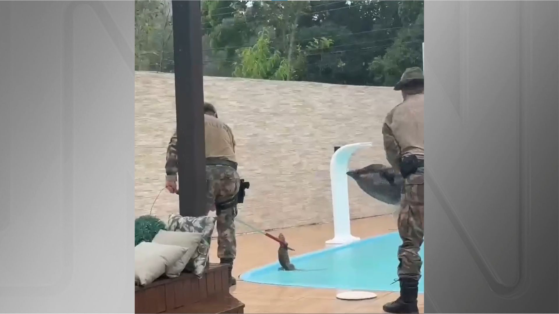 Jacaré em piscina SC