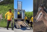 Detran-CE resgatou mais de 3 mil animais abandonados em estradas estaduais em 2024