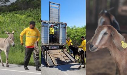 Detran-CE resgatou mais de 3 mil animais abandonados em estradas estaduais em 2024