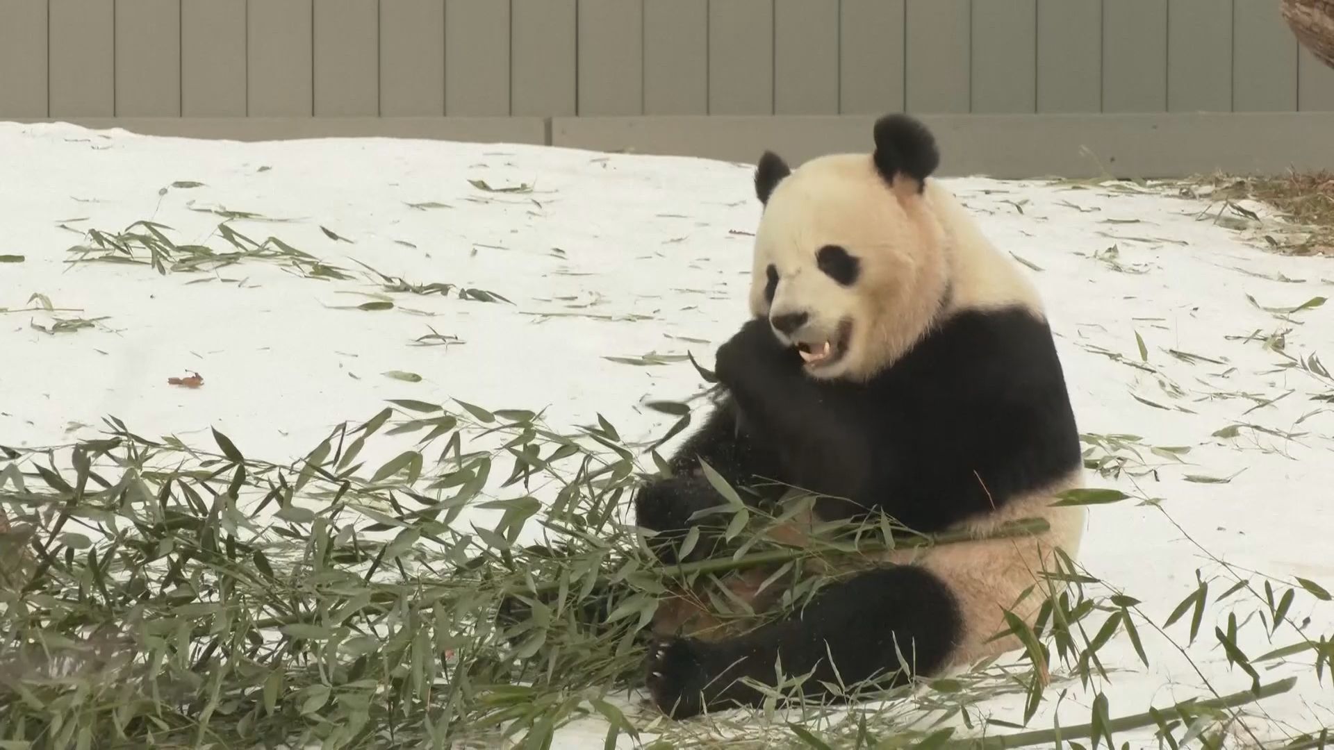 Casal de pandas-gigantes chineses Bao Li e Qing Bao no Smithsonian National Zoo em Washington, D.C.
