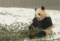 Casal de pandas chineses são apresentados ao público em zoológico nos EUA