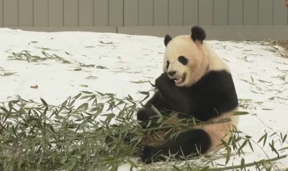 Casal de pandas chineses são apresentados ao público em zoológico nos EUA