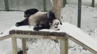 Pandas gigantes brincam na neve na China