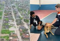 Enchentes em Peruíbe (SP): mais de 60 animais foram resgatados durante desastre
