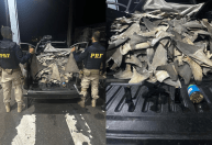 Polícia apreende mais de 200 kg de barbatanas de tubarão no Piauí
