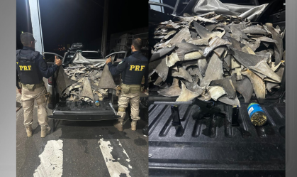 Polícia apreende mais de 200 kg de barbatanas de tubarão no Piauí