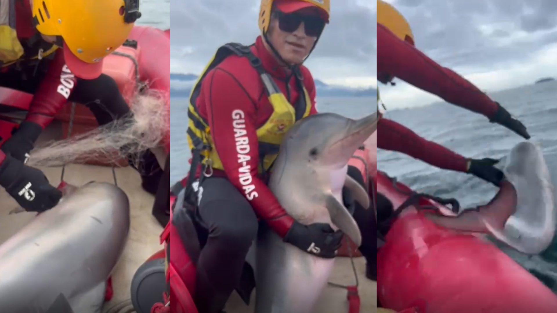 Imagem mostra resgate de boto-cinza que estava preso em rede de pesca, na costa de Ubatuba (SP)