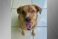Cachorra desaparece após ser levada para tomar banho em pet shop no DF