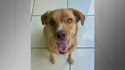 Cadela que desapareceu depois de ser levada a pet shop no DF