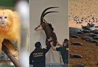 Tráfico de animais: mais de 22,2 mil foram apreendidos em 2024