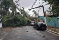 São Paulo tem 163 chamados para quedas de árvores após tempestade