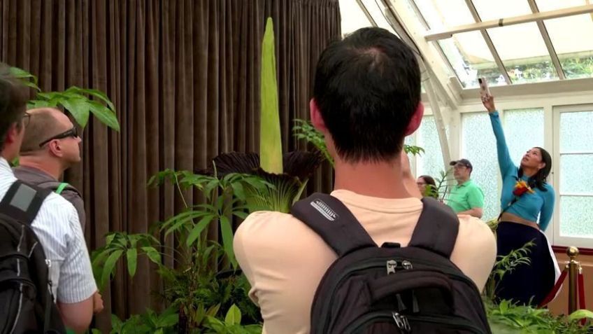 A planta floresceu pela primeira vez em 15 anos e possui um mal cheiro intenso. • Reprodução/Reuters