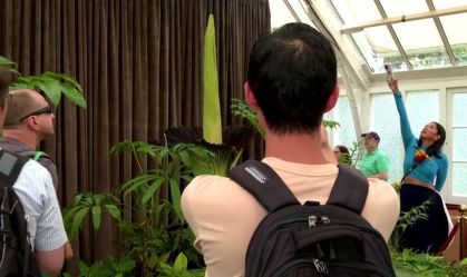 Flor-cadáver floresce em Sydney pela primeira vez em 15 anos