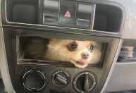 Como aconteceu? Cachorro é resgatado após ficar preso no painel do carro