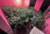 Homem é preso dentro de estufa com mais de 100 pés de maconha no RJ