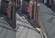 Vídeo: homem agride gatos e é procurado pela polícia em São Paulo