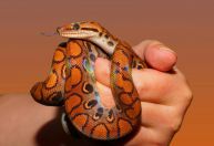 2025 será o Ano da Serpente no horóscopo Chinês; veja quando começa
