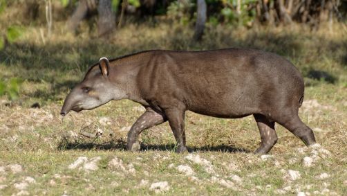 Último registro de anta no estado de São Paulo havia sido feito em 1914