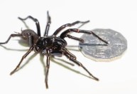 Maior aranha macho da espécie mais perigosa do mundo é encontrada na Austrália
