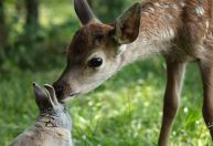 "Bambi: Uma Aventura na Floresta" será estrelado por animais reais; veja trailer