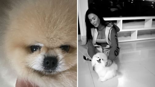 Thorzinho era o cão adotivo de Belo e Gracyanne
