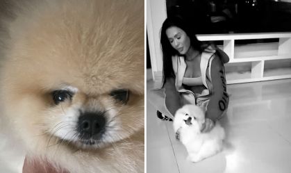 Thorzinho era o cão adotivo de Belo e Gracyanne