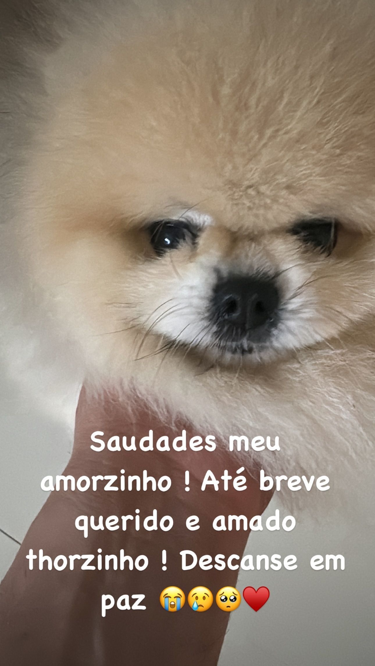 Belo lamenta morte de cão adotivo • Instagram/Belo