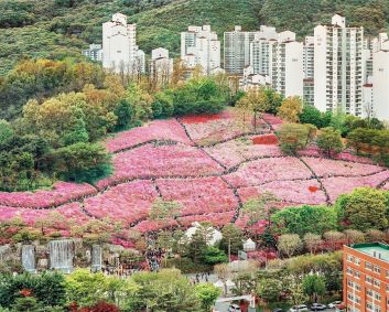 Royal Azalea Hill de Gunpo em plena floração