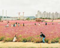 Em um parque público na cidade sul-coreana de Yangju, visitantes tiram fotos em um festival dedicado à vibrante flor de amaranto, conhecida por sua resiliência e flores coloridas