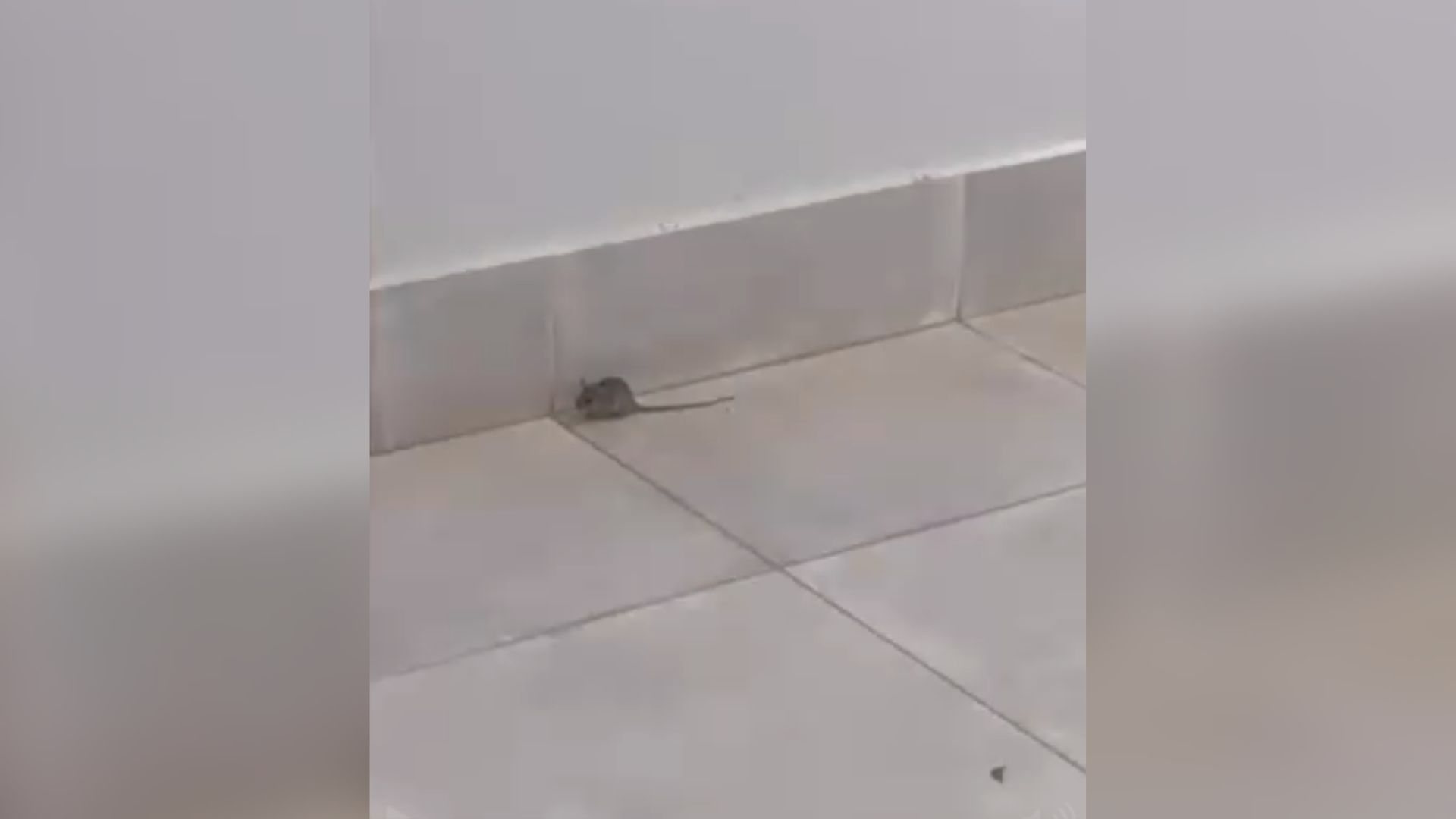 rato