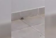 Infestação de ratos: alunos denunciam problemas em academia da Polícia Militar do DF