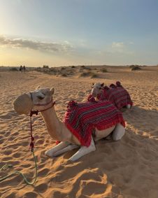 Bruna mostrou camelos que participaram do passeio em Dubai