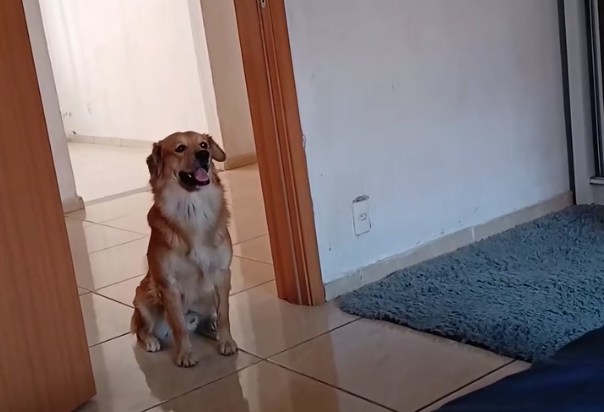 "Quero justiça pelo Paçoca": PM aposentado atira e mata cachorro na Grande BH