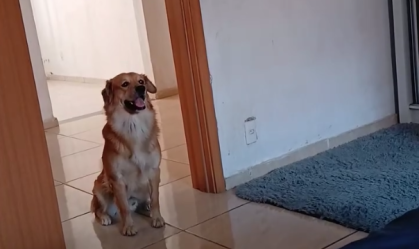"Quero justiça pelo Paçoca": PM aposentado atira e mata cachorro na Grande BH