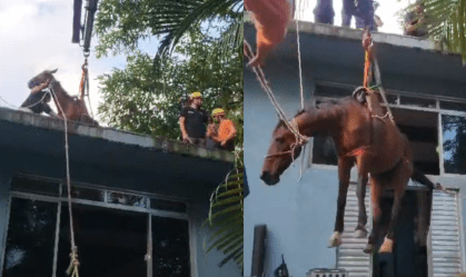 'Caramelo de Peruíbe': Cavalo é resgatado de telhado durante enchente; veja vídeo