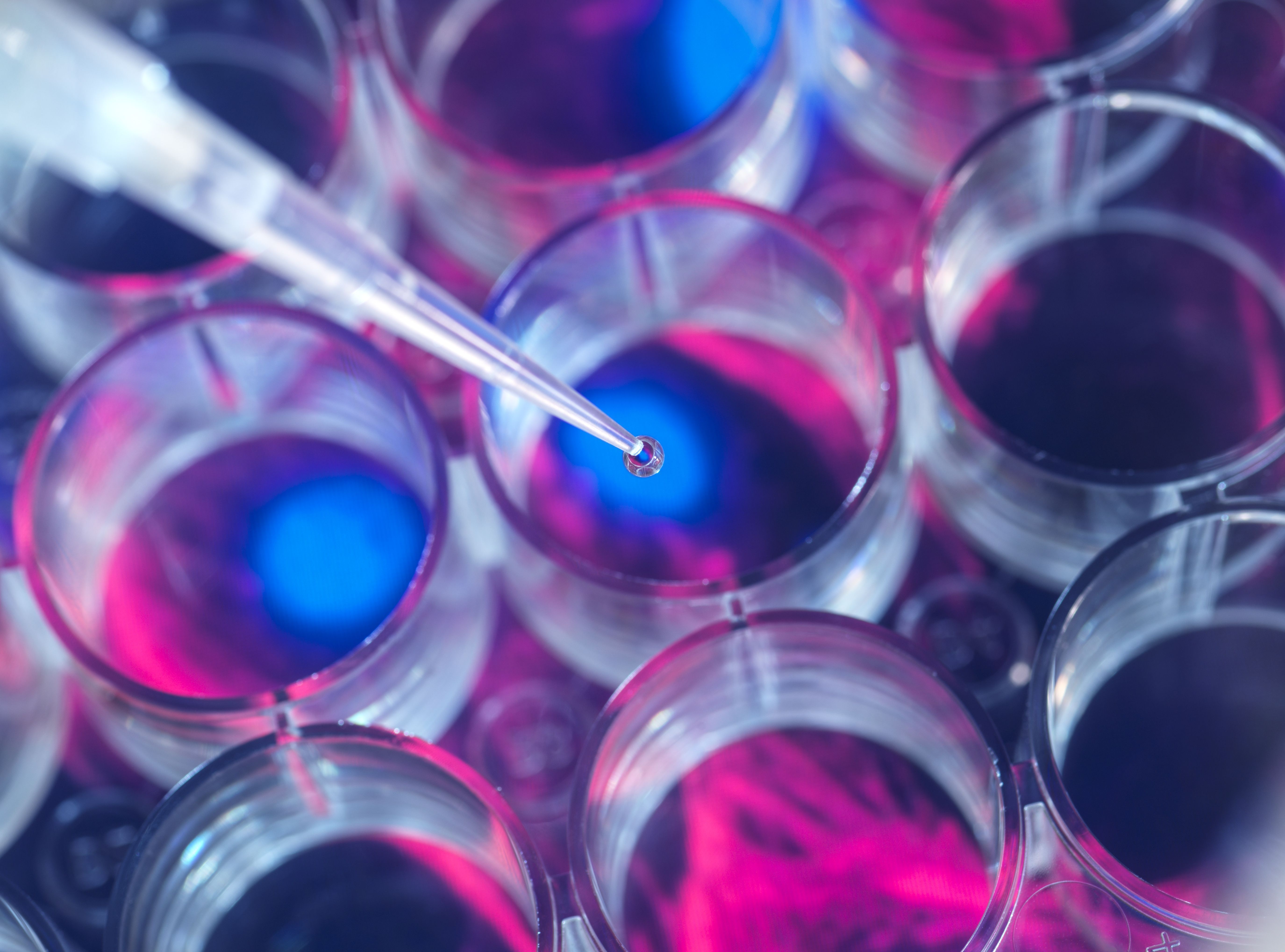 Cell research, Scientist pipetting samples into a multi well plate during an experiment in the lab with a screen image of cells in the background