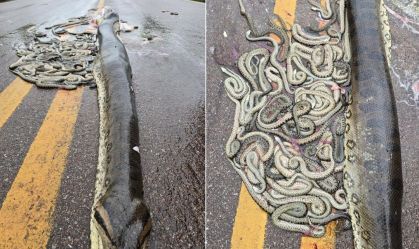 Vídeo: sucuri grávida é atropelada e ejeta 40 filhotes em rodovia no MT