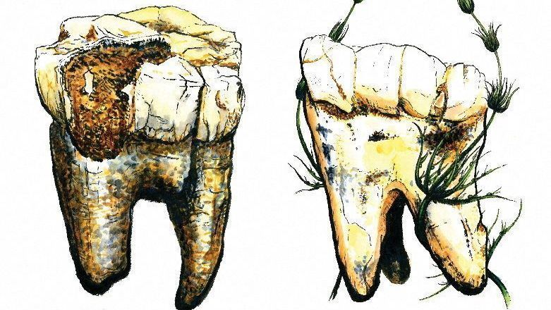 Ilustrações dos molares de australopitecos encontrados na África do Sul